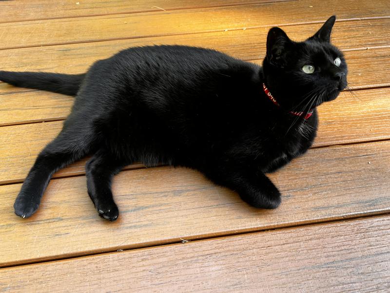 Miss Elizabeth Ann aka Libby