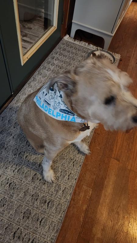 Theo wearing his bandana