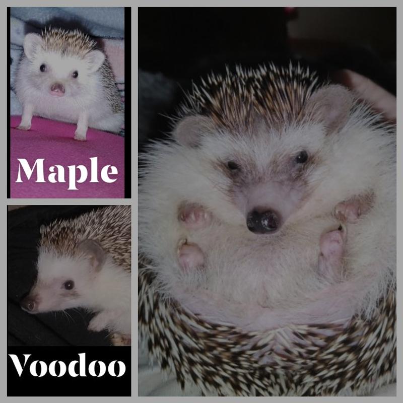 My hedgehog babies