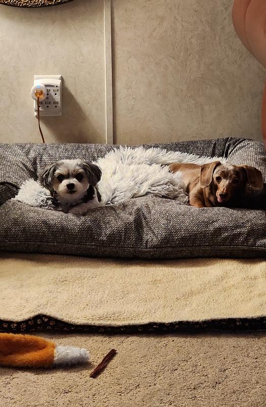 Lily and lucy