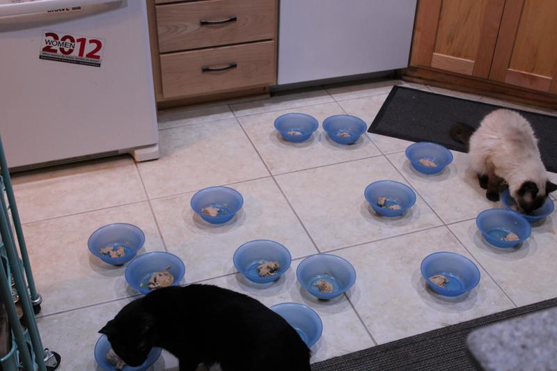 Food given on second night