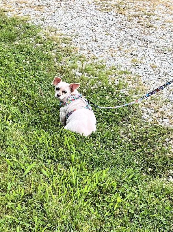 Gidget, taking a little rest after several compliments of how she looks so sharp.