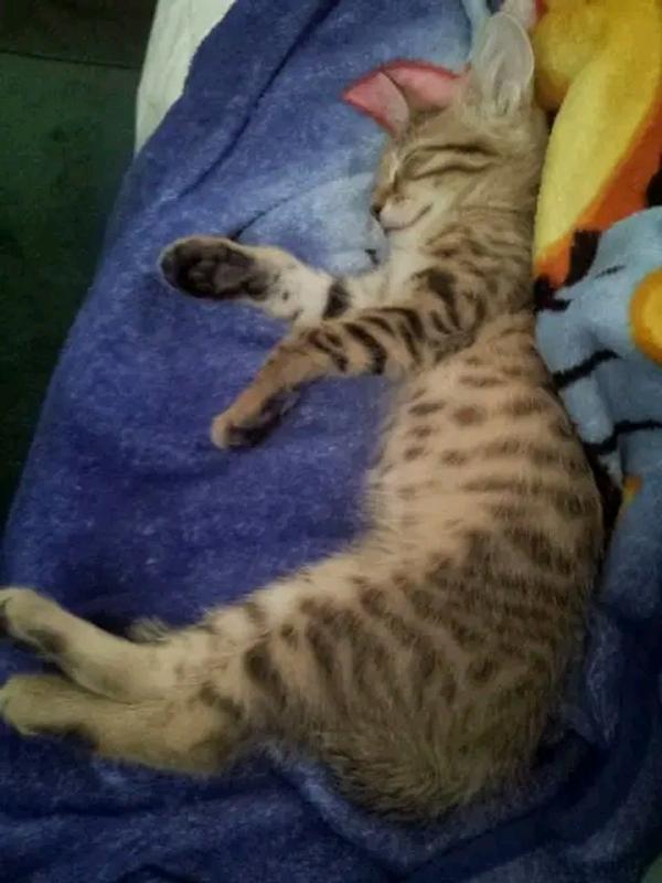 Lady Bug(gray tabby) & Pickles(brown tabby)