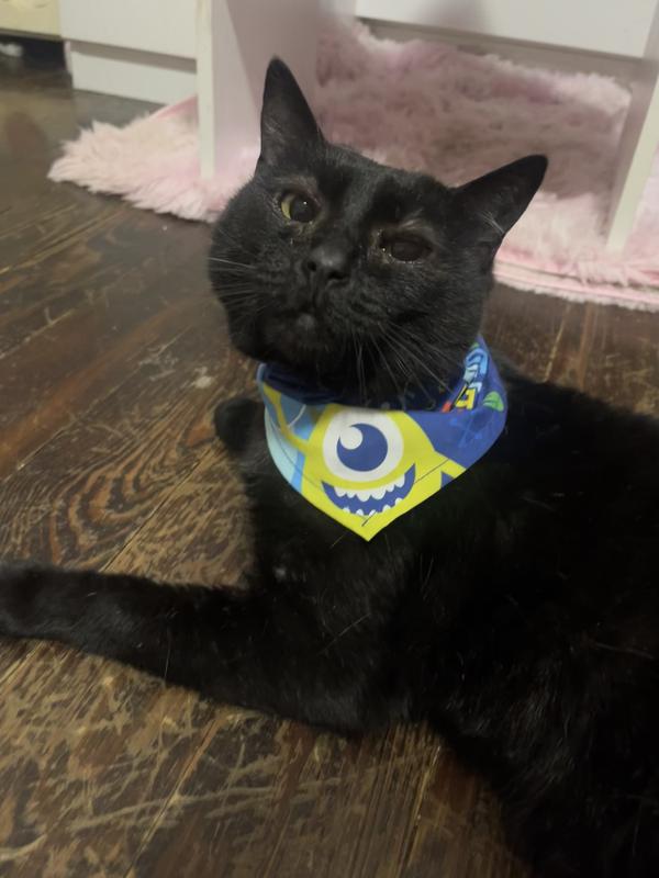 The only one that didn’t mind it, she’s had it on for over a week straight now