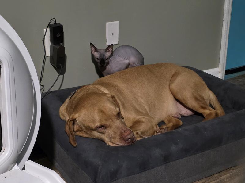 Frisco Faux Suede Orthopedic Bolster Cat & Dog Bed with Removable Cover