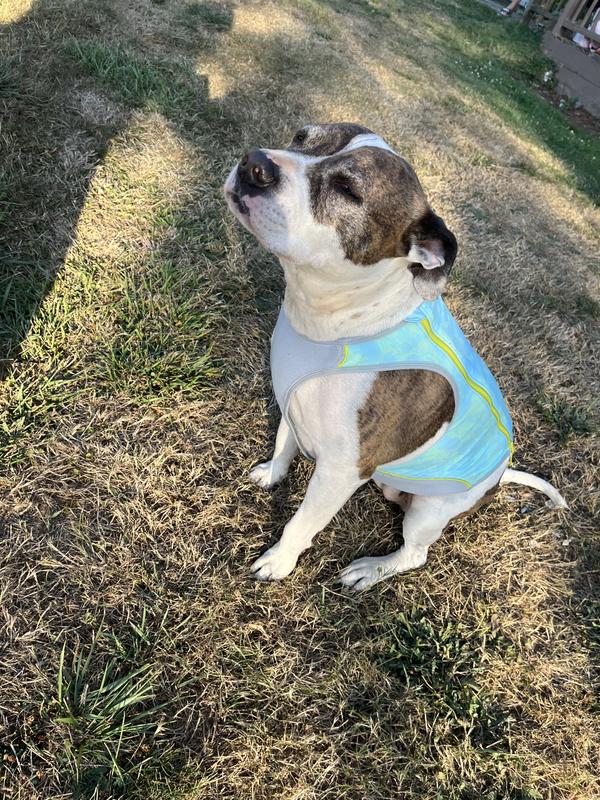 RUFFWEAR Swamp Cooler Zip Dog Vest, Blue Mist, XX-Small - Chewy.com