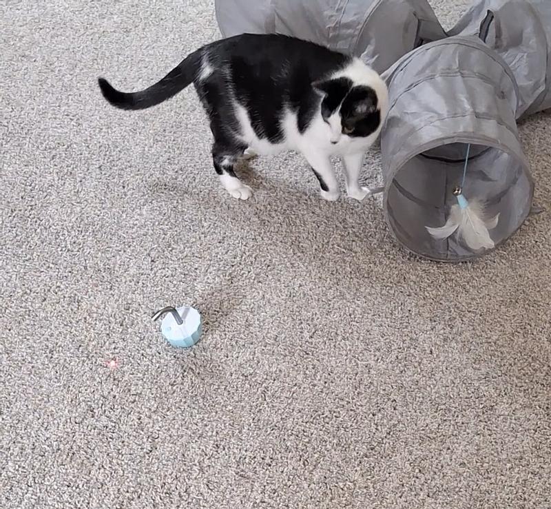 EYS Interactive Roly-Poly Random Laser Cat Toy, Pink - Chewy.com