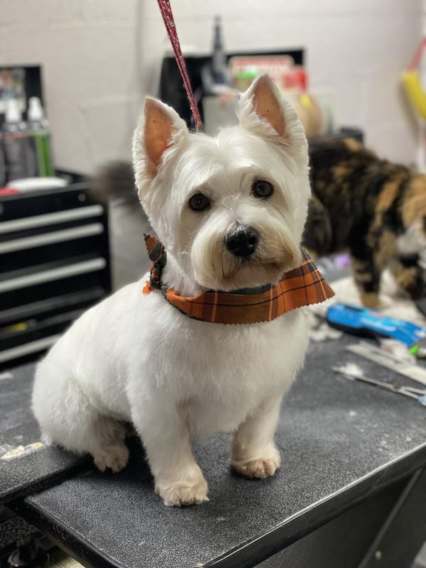 FRISCO Rechargeable Cordless Cat & Dog Hair Clipper