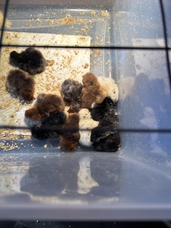 Little chicks!