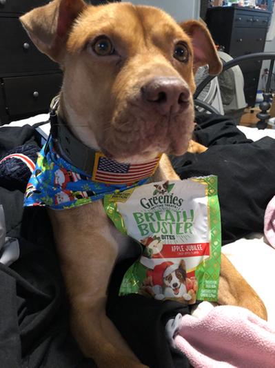 Greenies breath hot sale buster bites