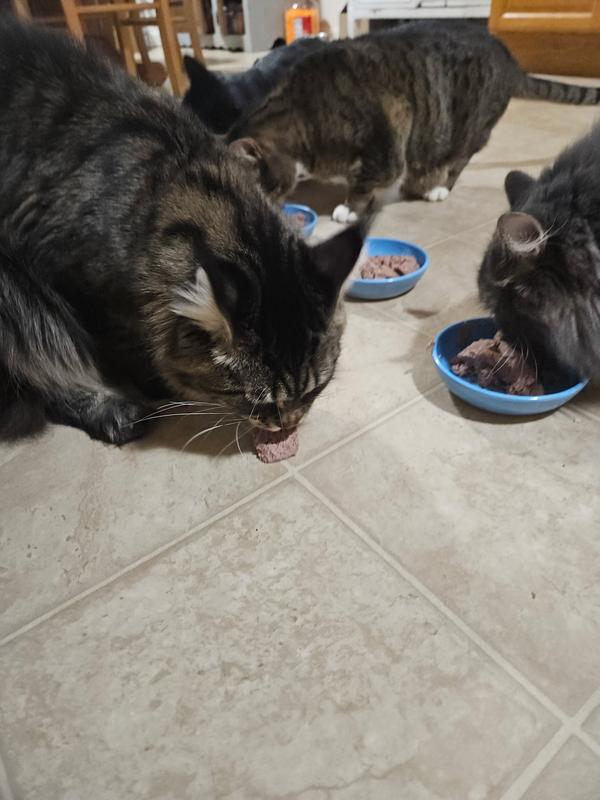 Cat food cans, cats at bowls