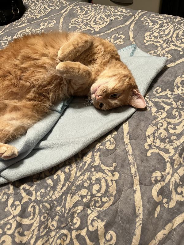 Meow from Abby.  Mom and Daddy love taking pictures of me!  Can you blame them?  Look how cute I am!