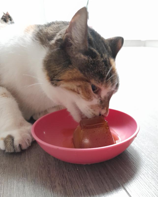 This is Fancy, yes the shelter named her after Fancy Feast