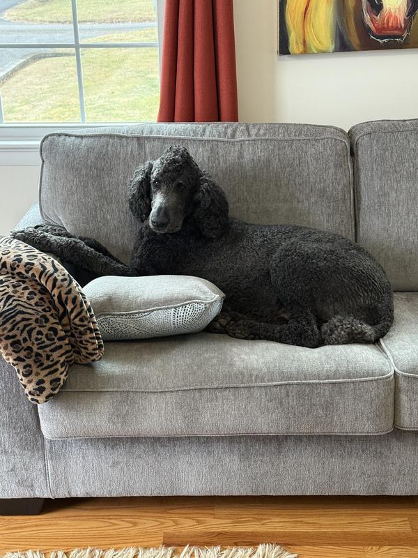 Guinness lounging on a couch.