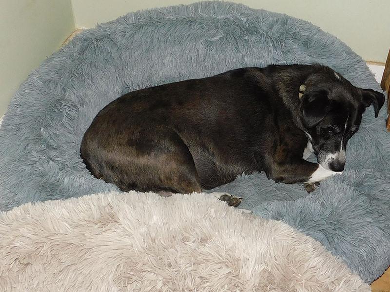 CANINE CREATIONS Donut Orthopedic Bolster Dog Bed, Charcoal, Small