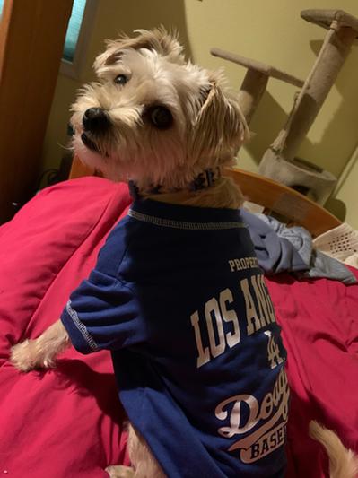 Pets First MLB Los Angeles Dodgers Mesh Jersey for Dogs and Cats - Licensed  Soft Poly-Cotton Sports Jersey - XXX-Large