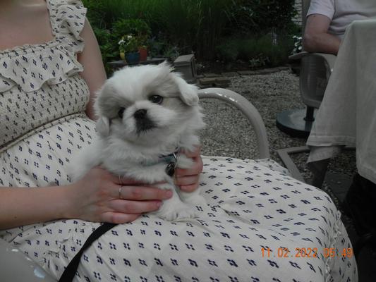 New baby named  Bean she,s a Peke