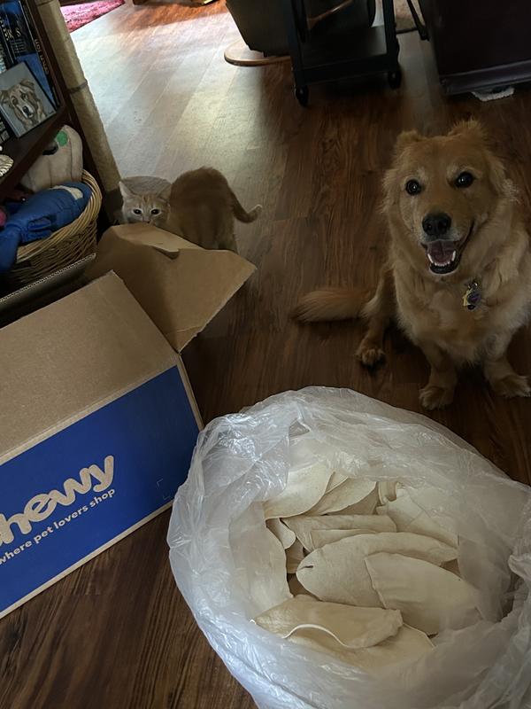 Ginger and her big bag of cow ears