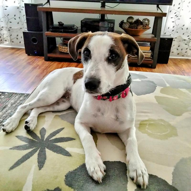 My Ginger - Jackabee