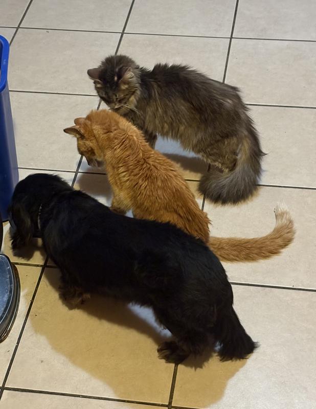 Itty eating her American Journey food (with the cats looking on hopefully).