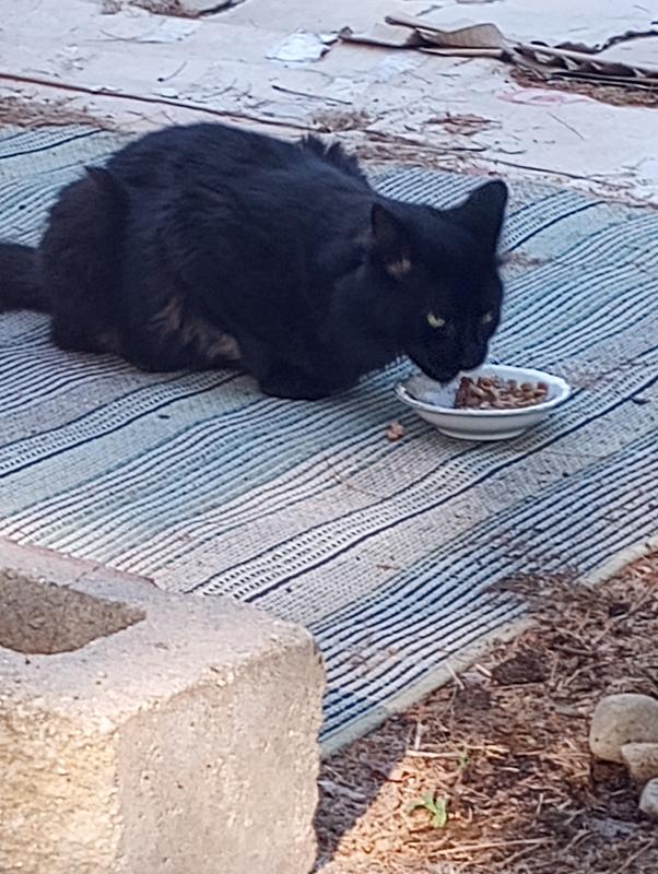 One of the strays at dinner time 🖤