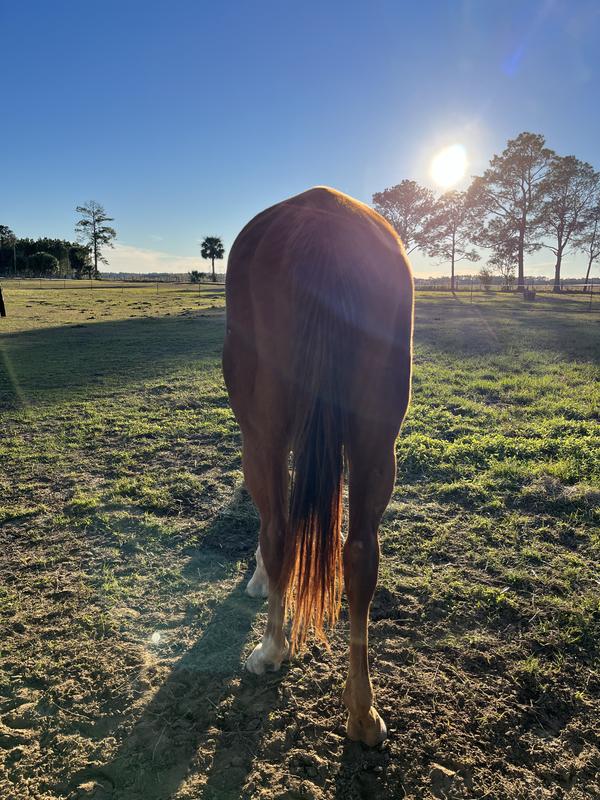 This is my filly before :(