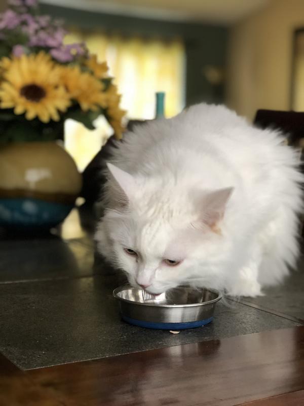 My cat loved it she ate it all