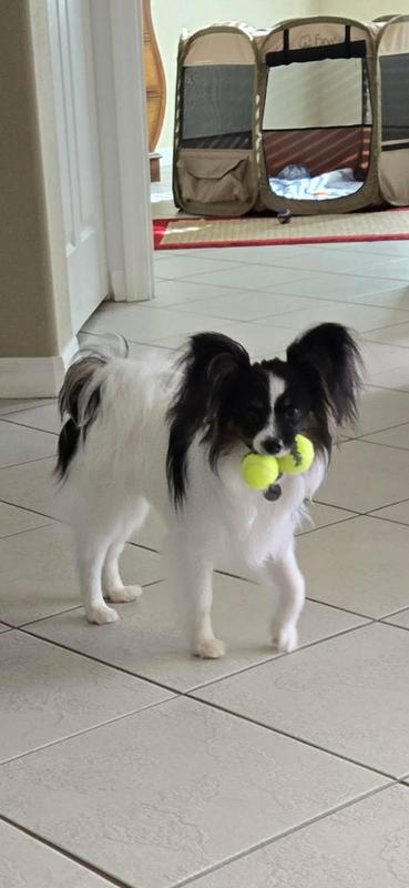 Penni lives all of them! Woof woof