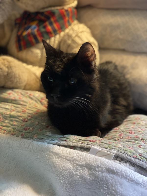 Junior mint waiting for a snack