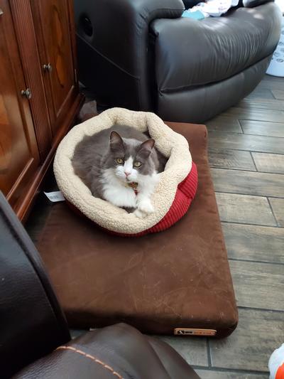 Smokey love his sisters new bed