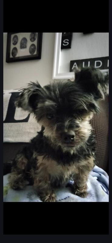 Here is Tucker. AKA SHORTY