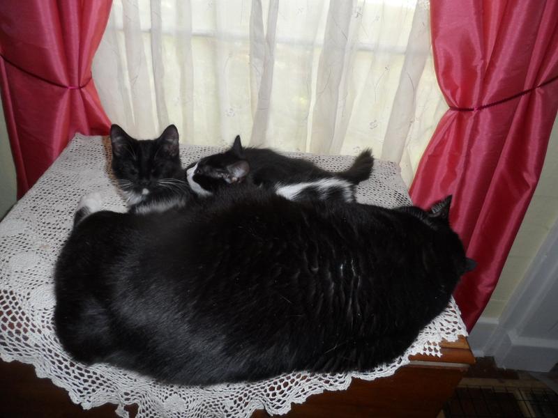 Puck nursing two frightened feral kittens.