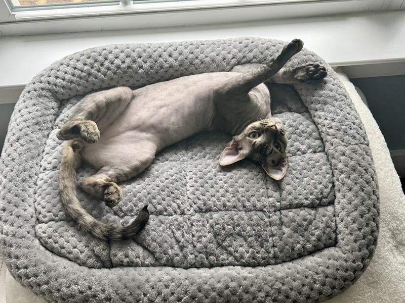 Murphy showing off his full belly!