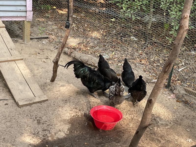 My chickens RAN to this feed!
