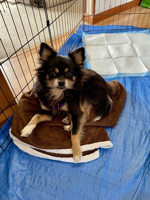 My four-year-old rescue, Rocco.