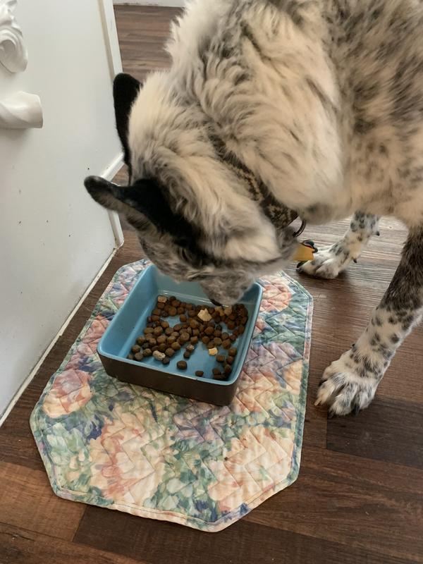 No hesitation, eats every crumb!