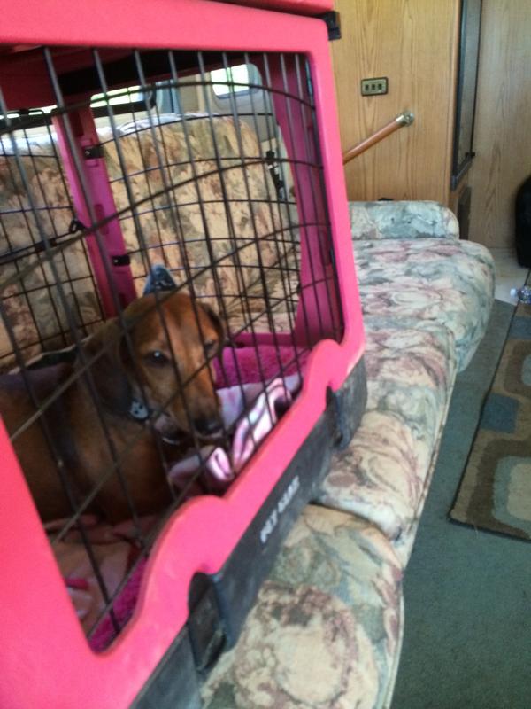 This is one of the few times my male dachshund was punished & sent to his sister’s pink kennel lol