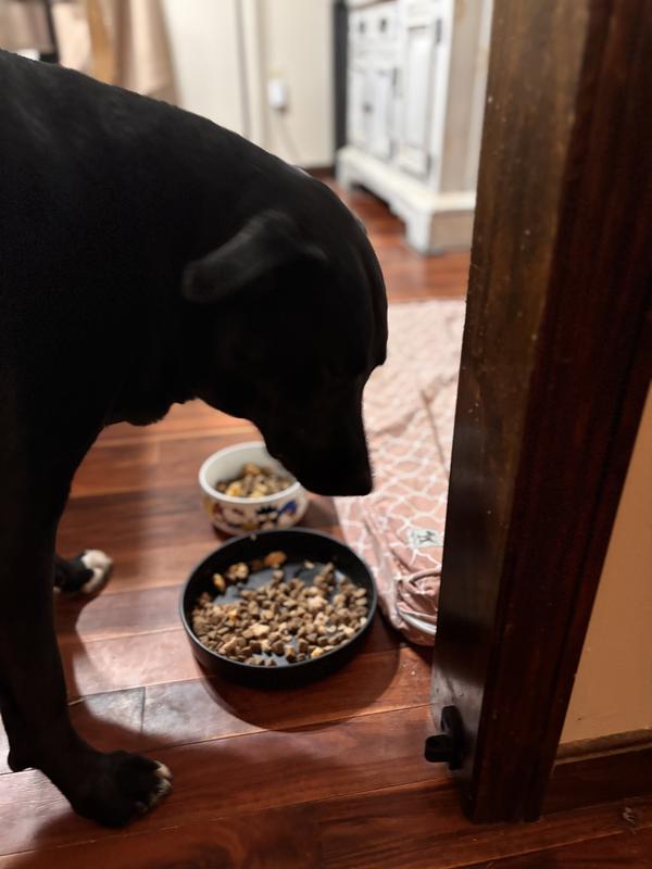 Pups investigate the can of new dog food and then try it out!