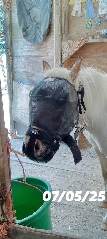 Muzzle and fly mask with no halter