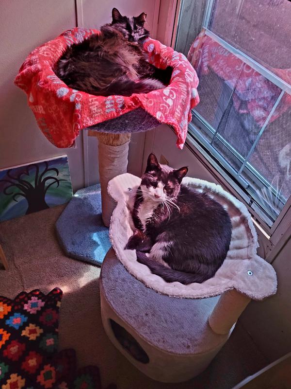 Milo is enjoying his new cst seat!