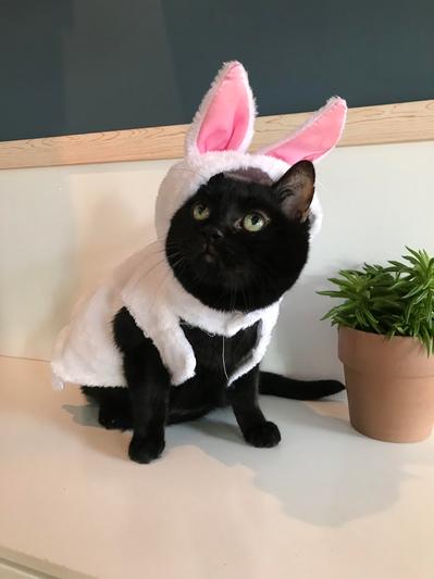 Happy Easter, from some bunny who loves you!