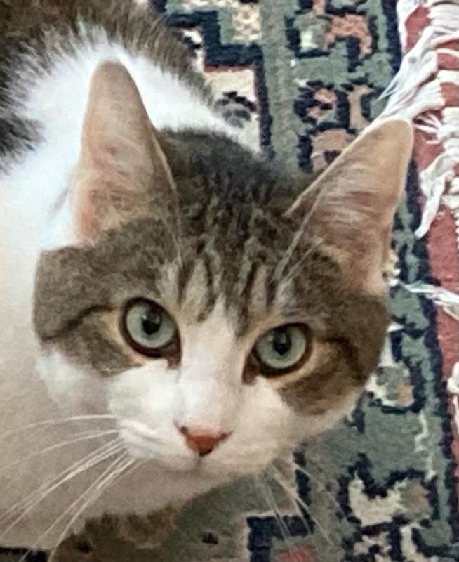 Felix loves his Fruitables!