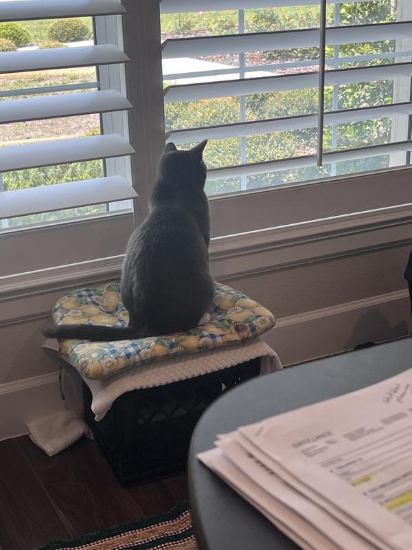 Harry bird watching from the den window on his milk crate