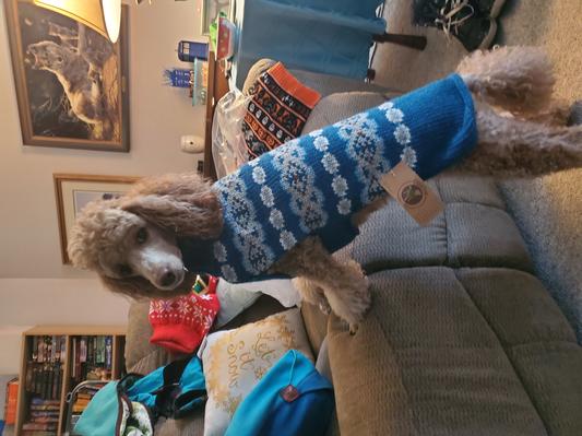 My dog Teagan sporting his Alpaca fair isle swearet