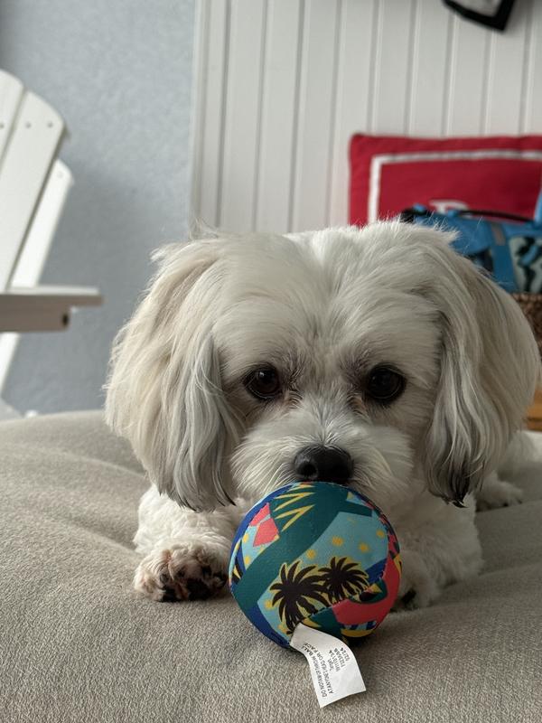 A boy and his ball