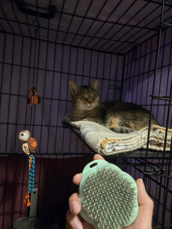 Content cat after brushing session