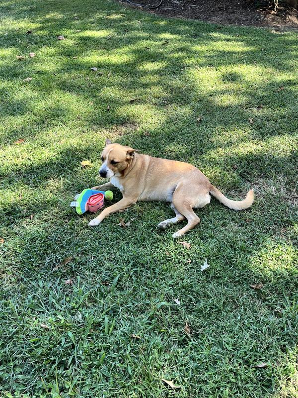 Sandy keeps her new toy close at ‘paw’.