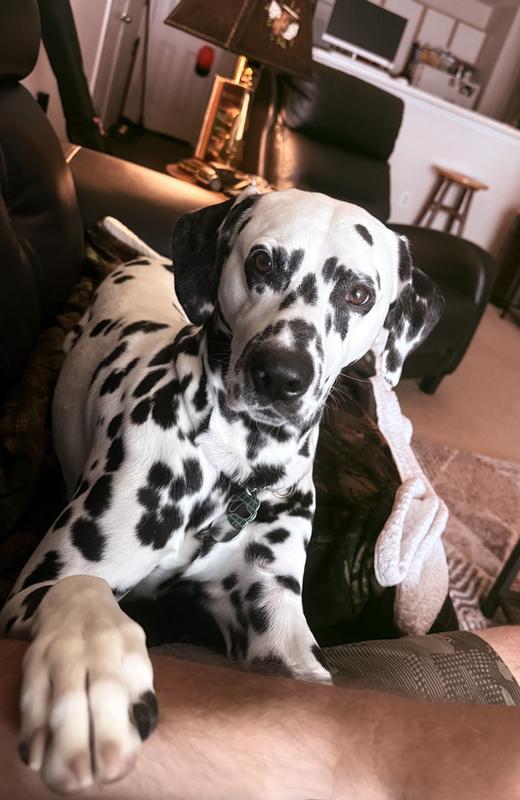 Everybody always throwing compliments his way. His coat is soft & shiny too