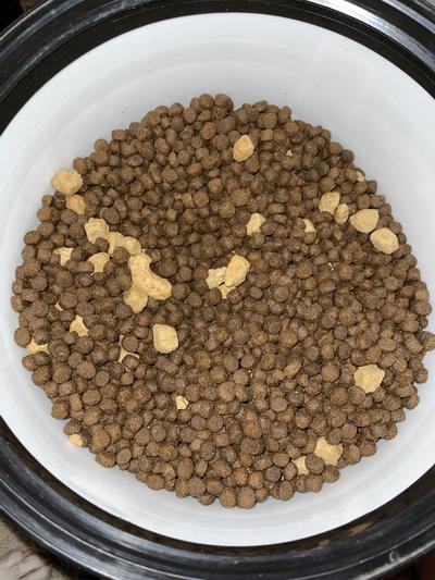 Merrick Grain Free Backcountry Raw Infused Game Bird Recipe Dog Food 20 lb.