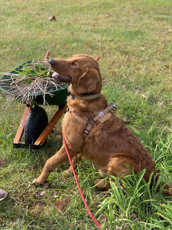 CARHARTT Training Dog Harness, Brown, Small - Chewy.com